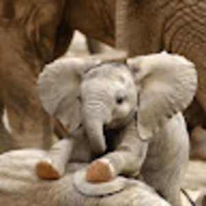 Meet your Posher, Syra